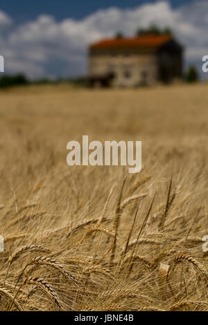 Into the Barley Field- An abandoned Italian farm house with a red roof, sits amid a golden field of barley beneath a deep blue cloudy sky. Tuscany