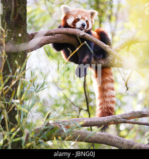 Red panda (Ailurus fulgens, lit. 'shining cat') Stock Photo