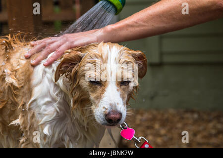 Horizontal closeup photo of the face and chest of a blonde border collie mix being bathed with a human hand and arm and a hose sprayer Stock Photo