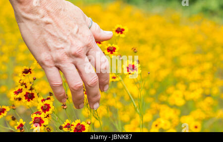 Horizontal photo of the back of a mature caucasian woman's hand touching bright yellow and red wildflowers in a field of the same wildflowers Stock Photo