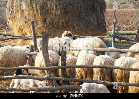 Flock of sheep in transylvanian countryside on a sunny spring day, Romania Stock Photo