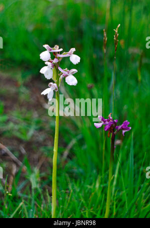 A view of a Green-winged Orchid, Orchis morio, on New Buckenham Common, Norfolk, England, United Kingdom. Stock Photo