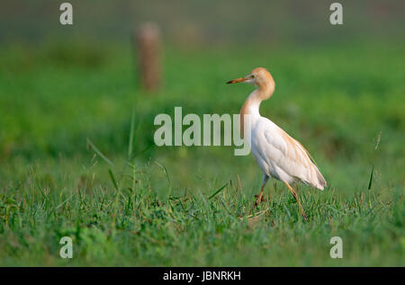 A Cattle egret walking around in a field looking for food in the morning Stock Photo