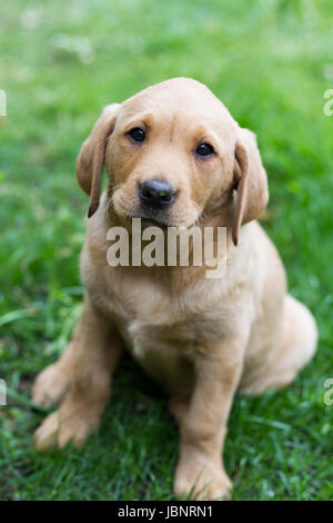 A cute, yellow Labrador Retriever puppy obediently sitting in a garden on grass and looking straight at the camera. Stock Photo