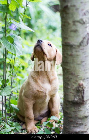 A curious and inquisitive yellow Labrador retriever puppy sitting obediently and looking upwards in undergrowth or garden. Stock Photo