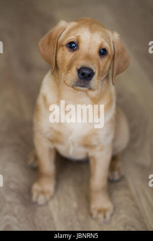 A cute, yellow Labrador Retriever puppy sitting obediently indoors and looking straight at the camera in a dog portrait image. Stock Photo
