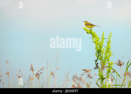 Western yellow wagtail (Motacilla flava) on field Stock Photo