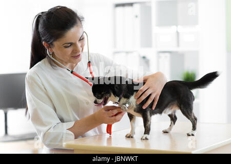 Cheerful young female veterinarian doctor using stethoscope listening to the heartbeat of a terrier canine dog at the vet clinic Stock Photo