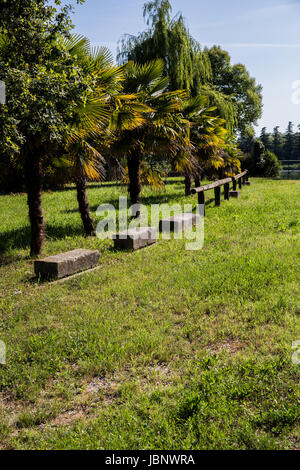 Row of colorful palms standing on the grass near stones and a fence in a sunny day Stock Photo