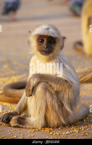 Baby gray langur sitting in Amber Fort near Jaipur, Rajasthan, India. Gray langurs are the most widespread langurs of South Asia. Stock Photo