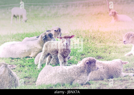 Little Curious Lamb in Herd Grazing on Fresh Green Grass Stock Photo
