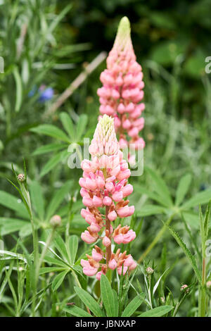 Pink flowered lupins (Lupinus) in a garden flowerbed in full early summer bloom, UK. Stock Photo