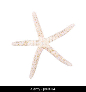 Sea starfish isolated on a white background Stock Photo