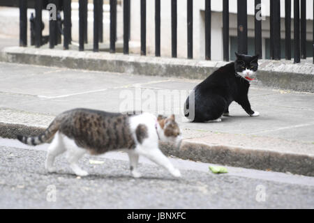 Chief Mouser for the Foreign Office Palmerston watches Larry the Downing Cat walk by in Downing Street, London. Stock Photo