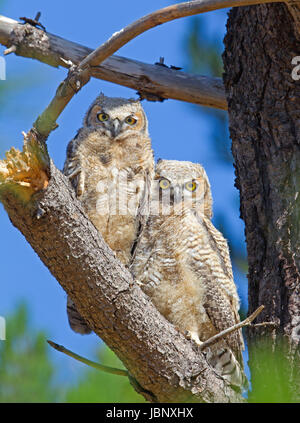 Two Great Horned Owlets Stock Photo