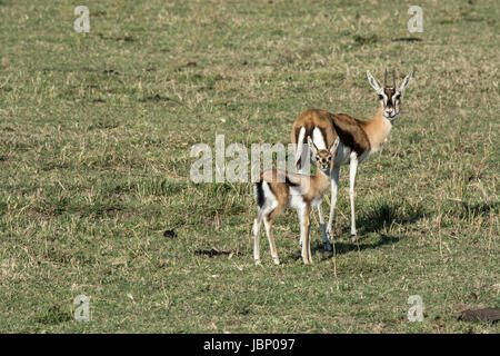 Thomson's Gazelle mother, Eudorcas thomsonii, and her young fawn, standing and looking at the camera, Masai Mara National Reserve, Kenya, East Africa Stock Photo