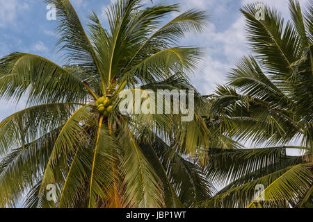 Coconut palm trees and cotton clouds in Thailand enjoying Sai Nuang beach on Koh Tao island, Chumphon region. Stock Photo