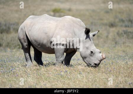 A shot of rhinos in captivity Stock Photo