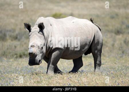 A shot of rhinos in captivity Stock Photo