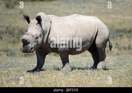 A shot of rhinos in captivity Stock Photo