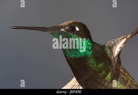Magnificent Hummingbird (Eugenes fulgens), close-up the head while in flight. Stock Photo