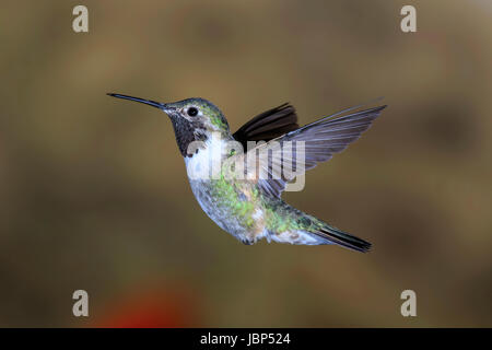 Male broad-tailed hummingbird (Selasphorus platycercus) Stock Photo