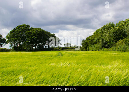 A field of golden barley in early June on a farm in Titchfield in Hampshire in England Stock Photo