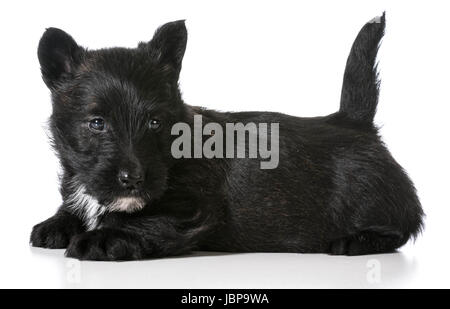 scottish terrier puppy laying down isolated on white background Stock Photo