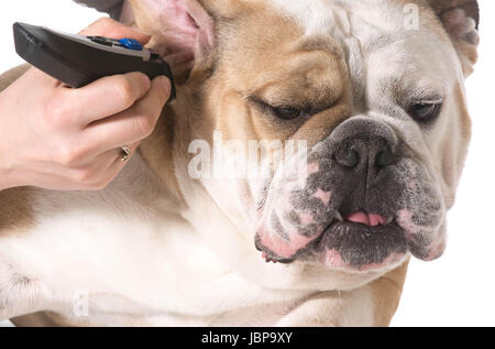 how to shave dog ears