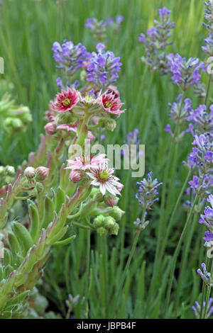 houseleek and lavender in the rock garden Stock Photo