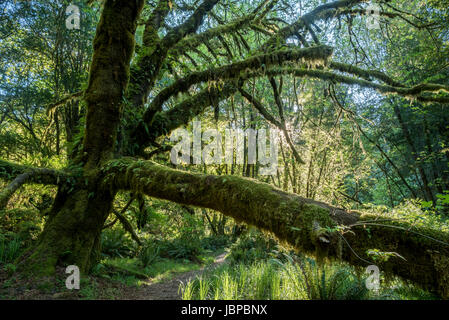 Maple tree in the Tall Trees Grove of Redwood National Park, California. Stock Photo