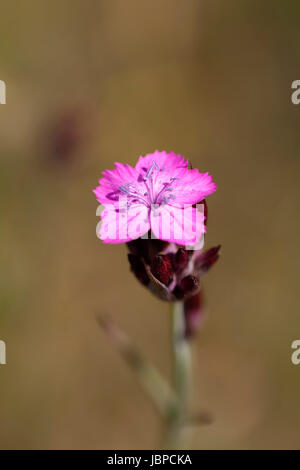 Kartäusernelke - Dianthus carthusianorum in einer Makroaufnahme Stock Photo