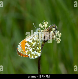 Male Orange-tip Butterfly resting on flower head