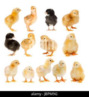 Collage of beautiful yellow and black chicks isolated on white background Stock Photo