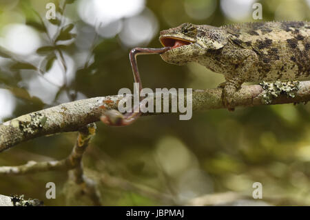 Elephant-eared chameleon eats a cricket, Andasibe-Mantadia National Park, Madagascar Stock Photo