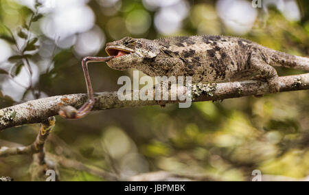 Elephant-eared chameleon eats a cricket, Andasibe-Mantadia National Park, Madagascar Stock Photo