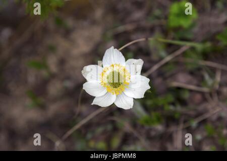 Pulsatilla Alpina Flower (Alpine Pasqueflower or Alpine Anemone) Stock Photo
