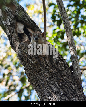 Red-tailed sportive lemur (Lepilemur ruficaudatus), Kirindy National Park, Madagascar Stock Photo