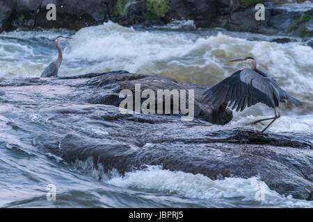 Great blue herons navigate the slippery rocks amidst the rapids of the Chattahoochee River along the Uptown district of Columbus, Georgia. (USA) Stock Photo