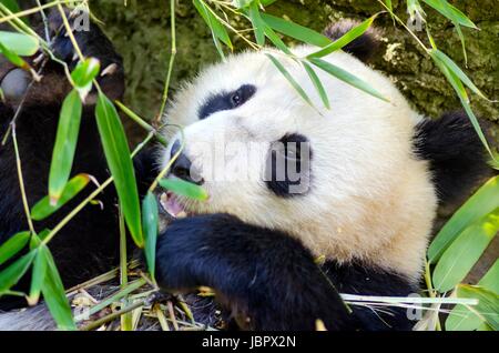 A cute adorable lazy baby giant Panda bear eating bamboo. The Ailuropoda melanoleuca is distinct by the large black patches around its eyes, over the ears, and across its round body. Stock Photo