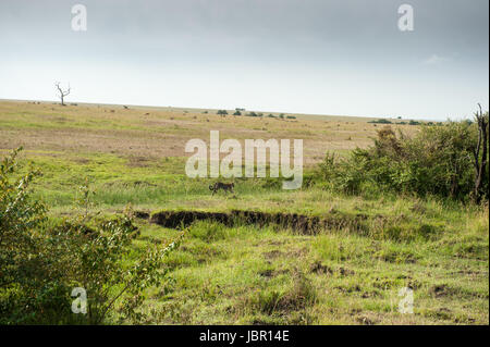 leopard silent hunter in the wilds of africa Stock Photo
