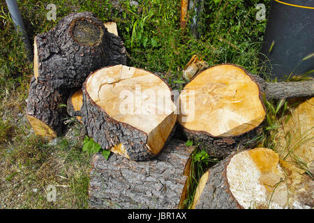 pile of log in a meadow in la spezia Stock Photo