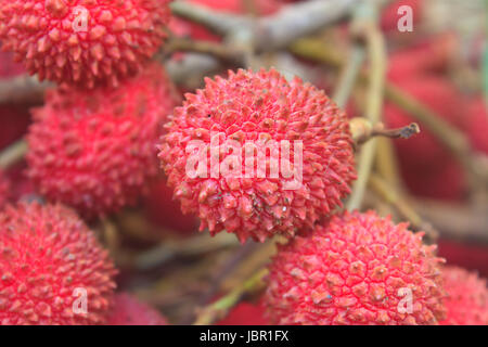 wild fruit from forest, wild lychee or Nephelium hypoleucum Stock Photo