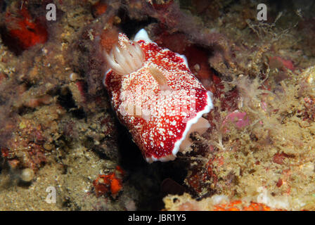 Reticulated Chromodoris (Chromodoris Reticulata), Lembeh Strait, Indonesia Stock Photo