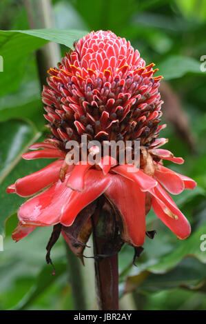 Closeup of Plant from jungle Torch Ginger, Phaeomeria Magnifica. Amazonia, Ecuador Stock Photo