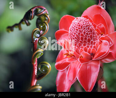 Closeup of Plant from  jungle Torch Ginger, Phaeomeria Magnifica. Amazonia, Ecuador Stock Photo