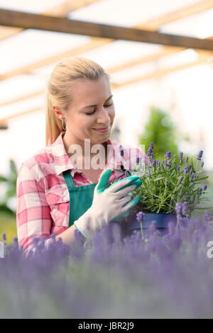Garden center woman worker with lavender potted flowers flowerbed greenhouse Stock Photo