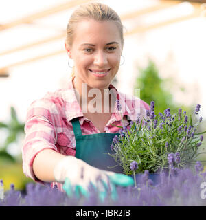 Garden center woman worker with lavender potted flowers flowerbed greenhouse Stock Photo