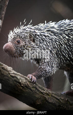 Close-up of a cute Brazilian Porcupine (Coendou prehensilis; shallow DOF) Stock Photo