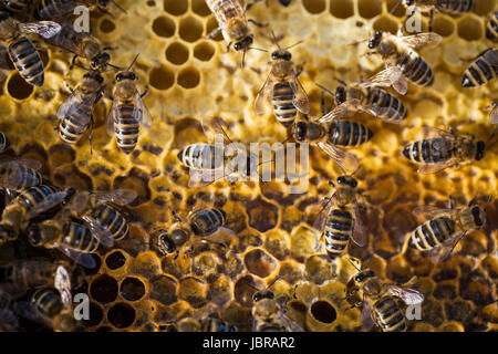 Macro shot of bees swarming on a honeycomb Stock Photo